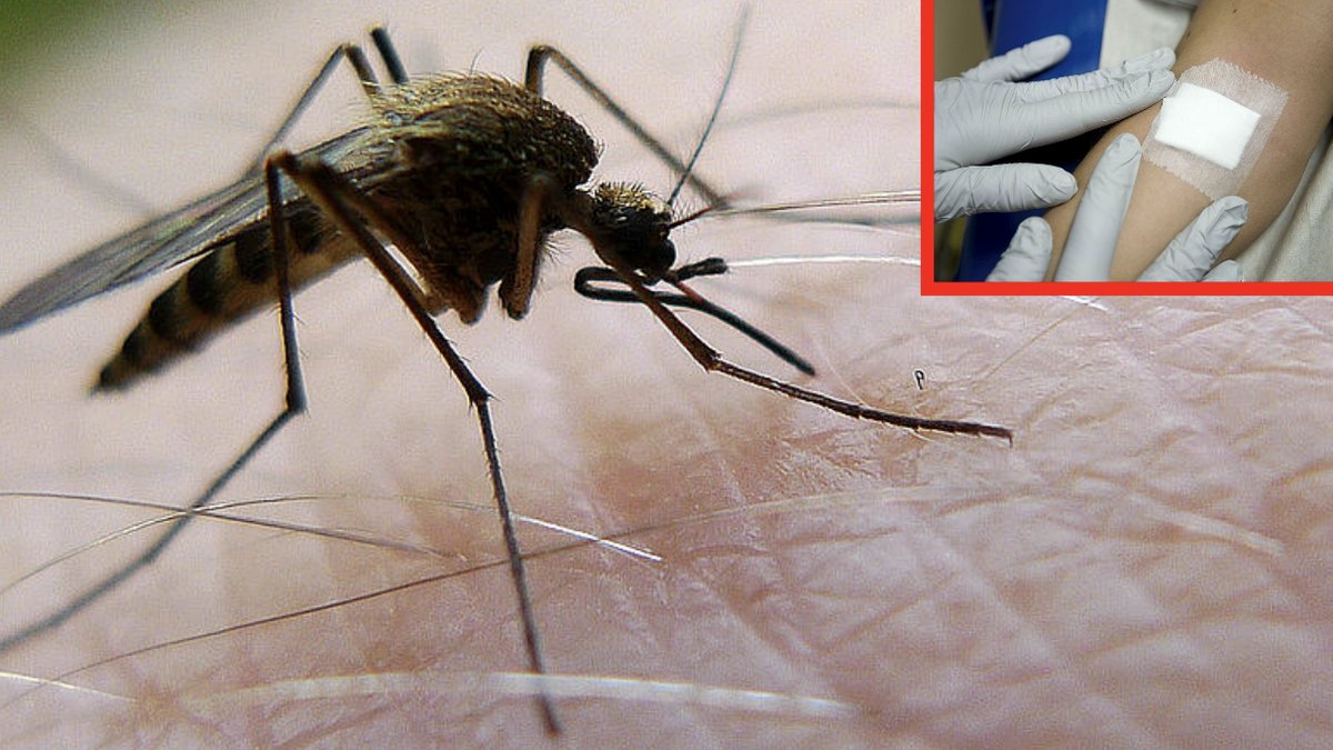 Sjukdomar-du-kan-fa-av-myggor